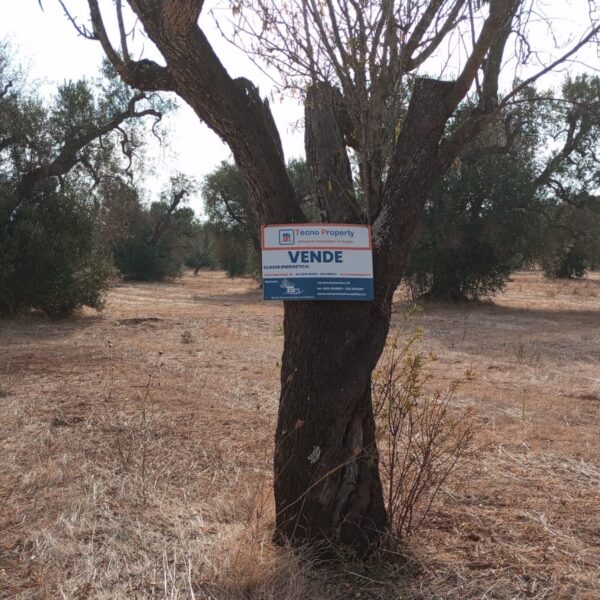 Zambardo3