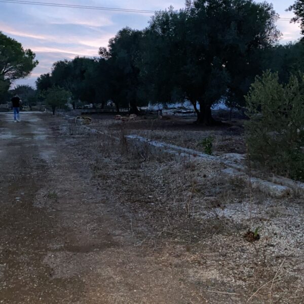 Morgicchio6