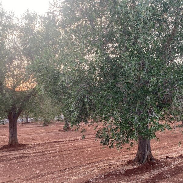 Pagliarone 2
