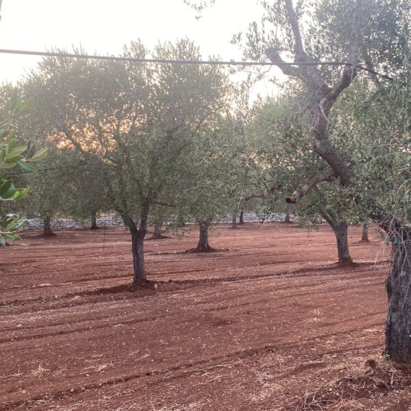 Pagliarone 3