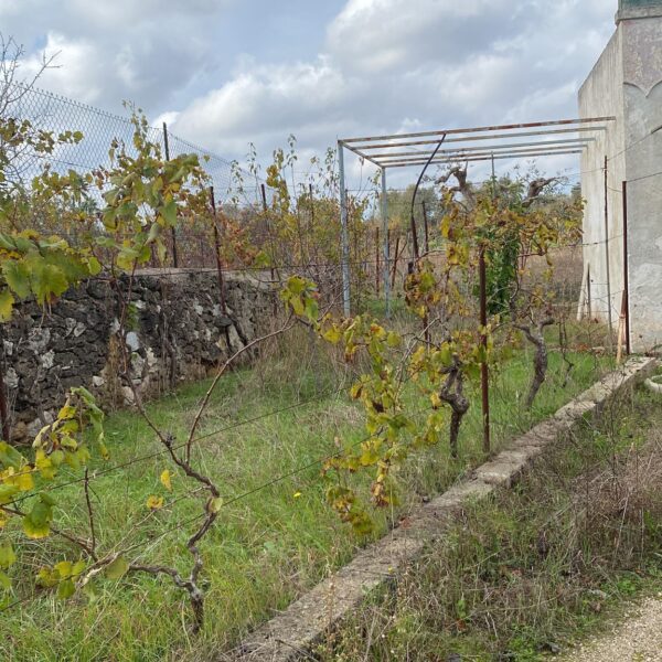 Campo di Monaci 2